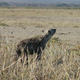 Illustration for article titled Hyenas may be using bacteria to communicate